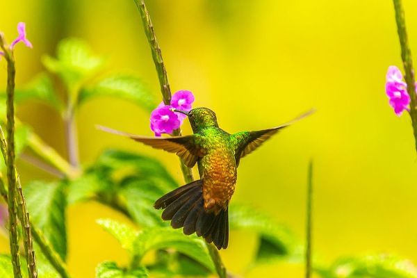 Caribbean-Trinidad-Asa Wright Nature Center Copper-rumped hummingbird feeding on vervine flower